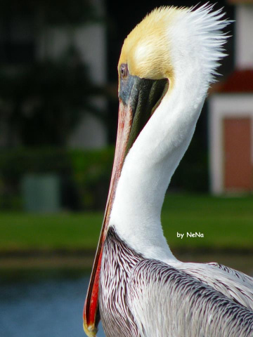 Peruvian pelican