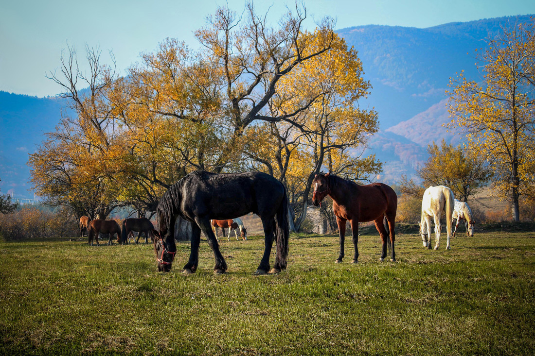 Horses