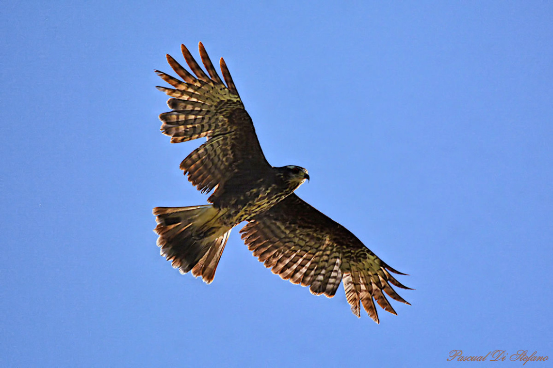 See my wings IV