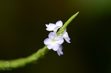 little beauty