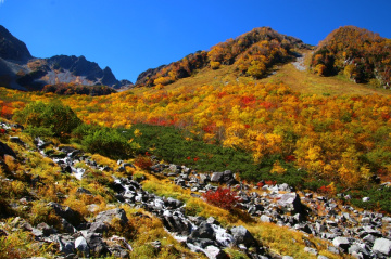 Autumn yellow