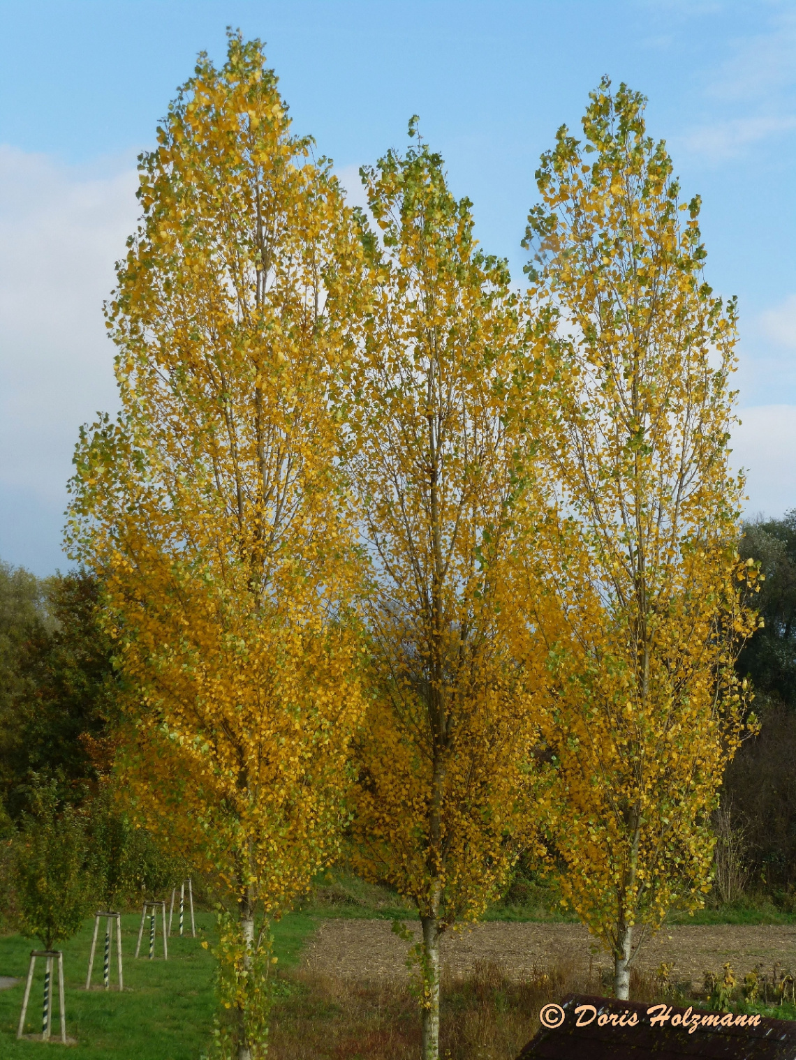 Sunny autumn day