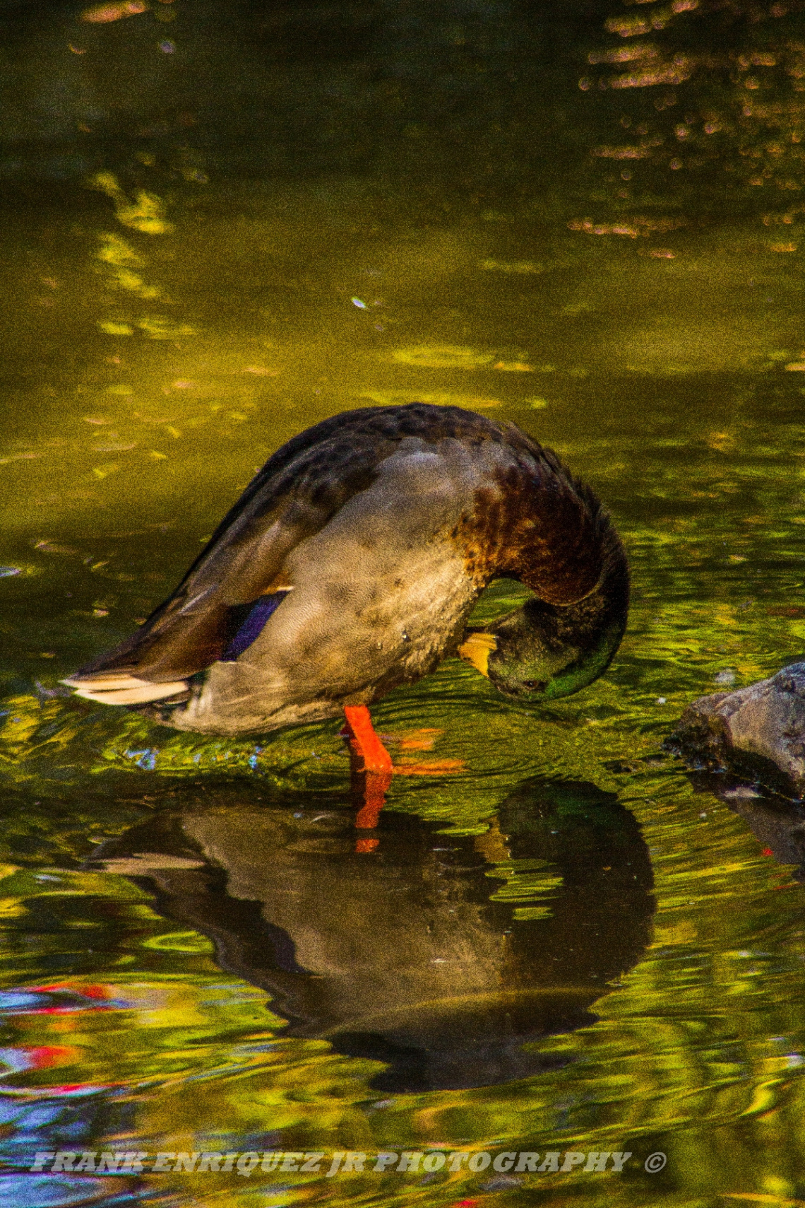 Reid Park In Tucson Arizona  11/9/15