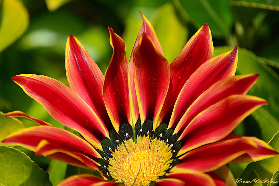 Gazania II