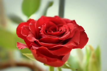 Red Rose II 