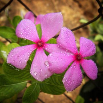 Vinca