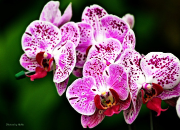 Orchids