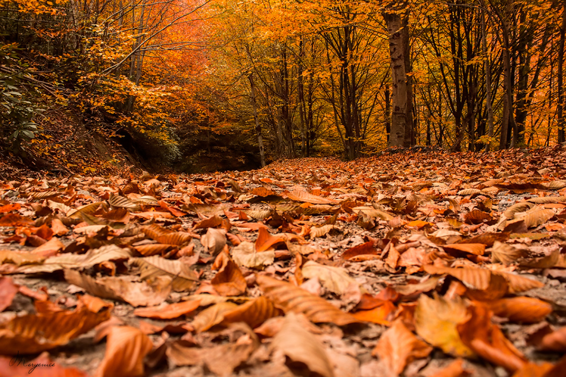 Autumn