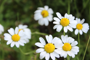 daisy