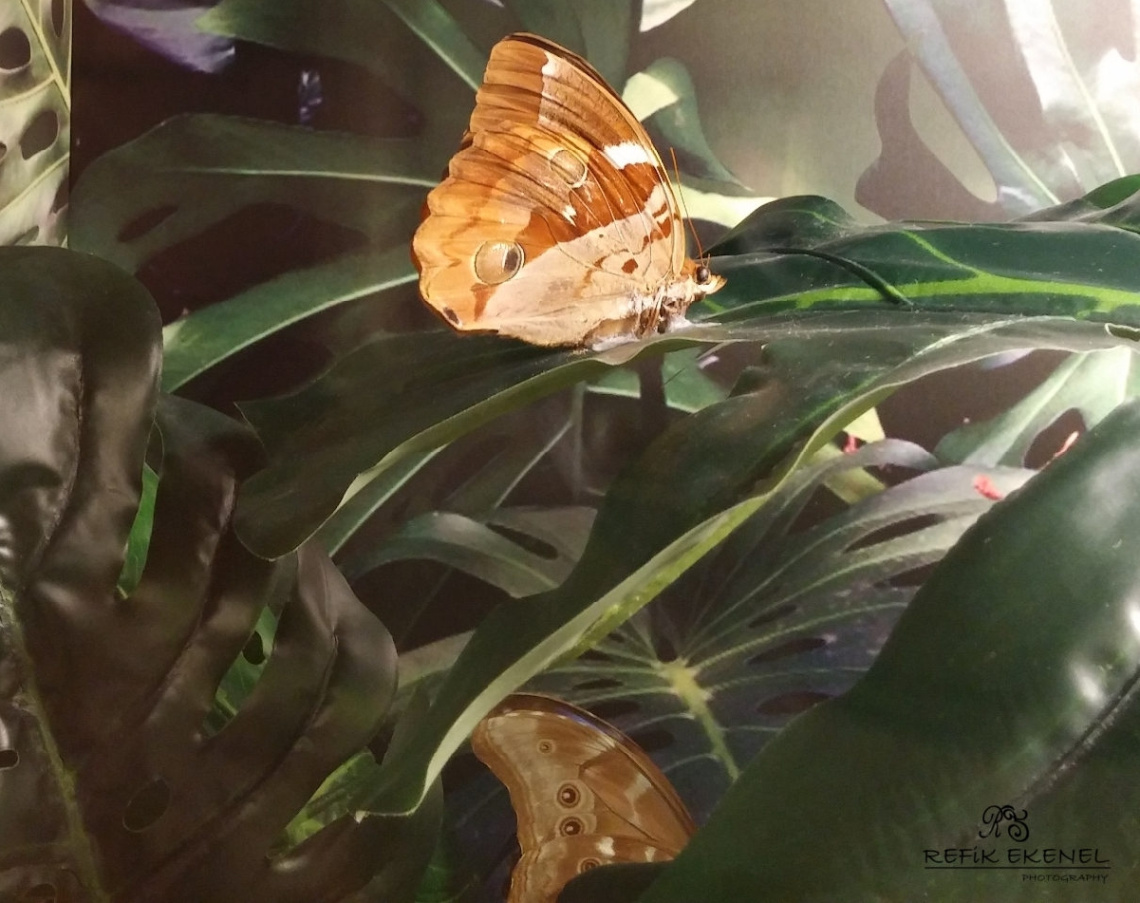 Kelebek