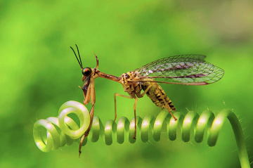 mantisfly