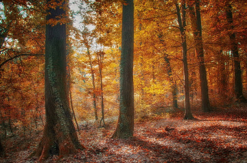 Early morning in the  forest