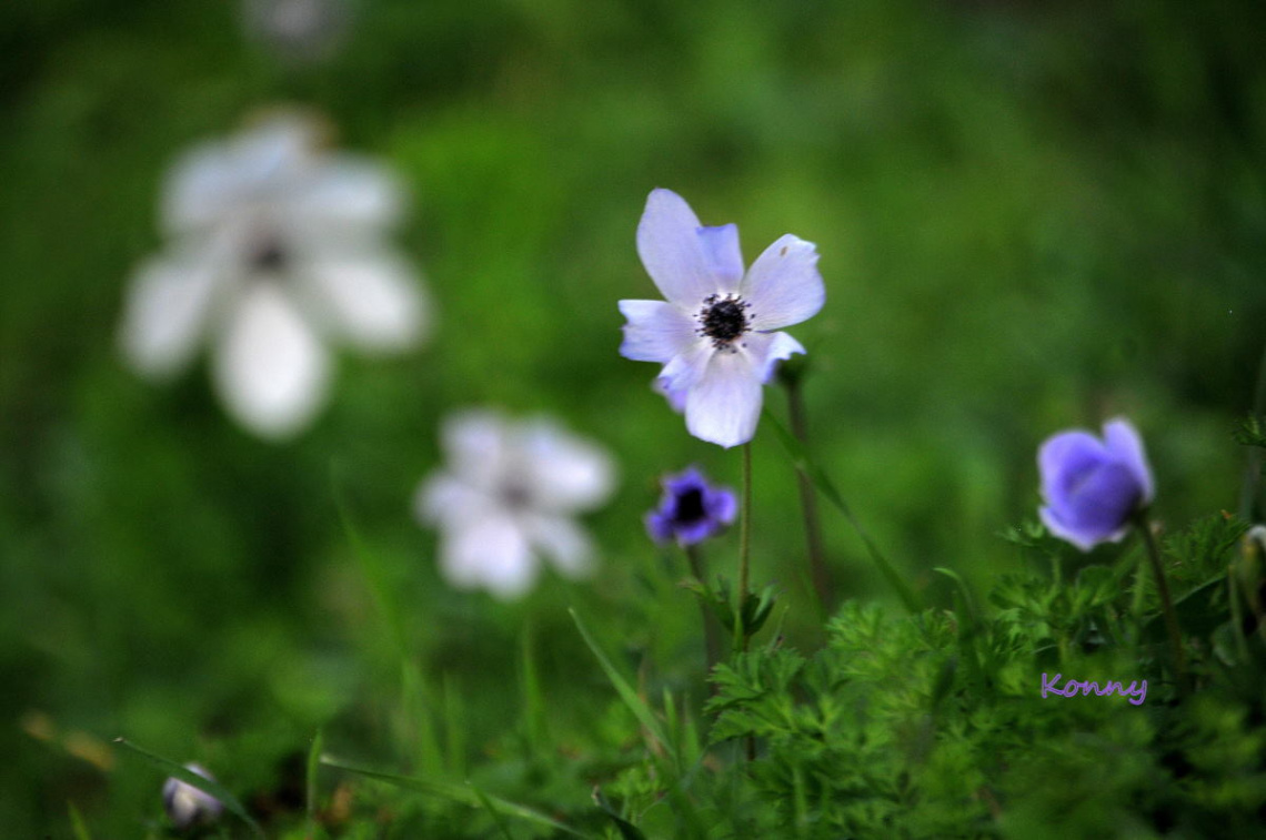 wild flowers