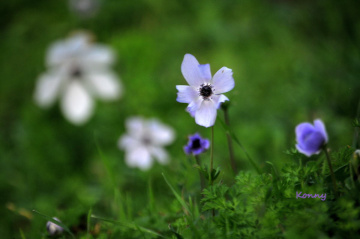 wild flowers