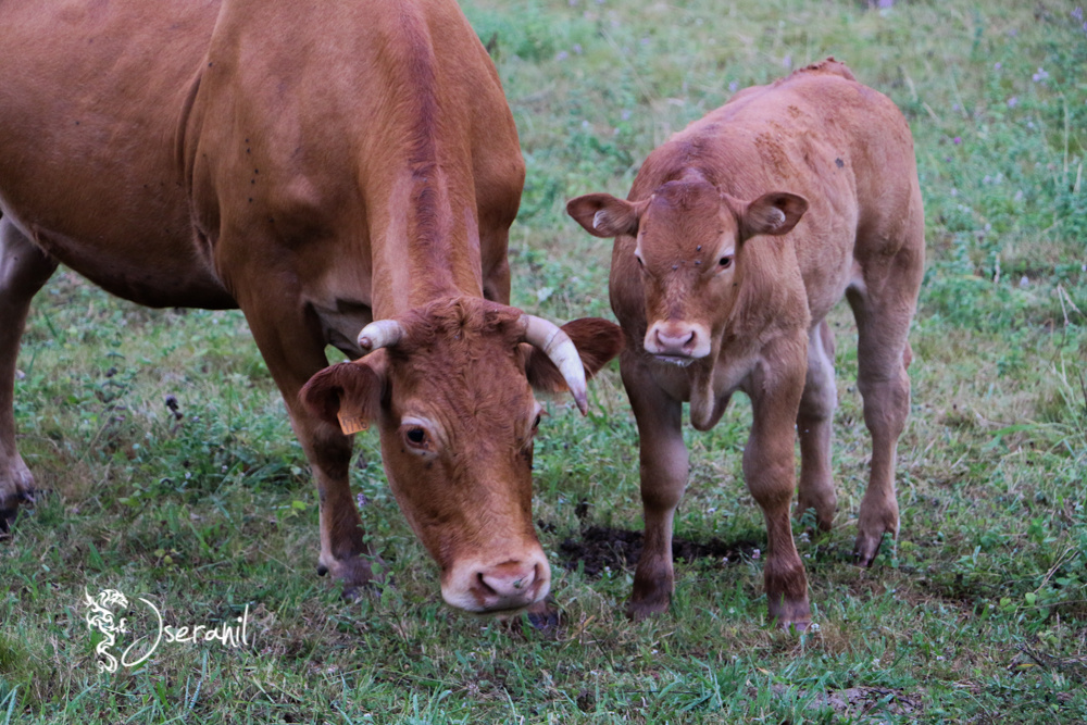 Calf and mother