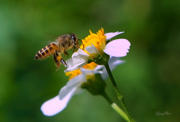 Bee
