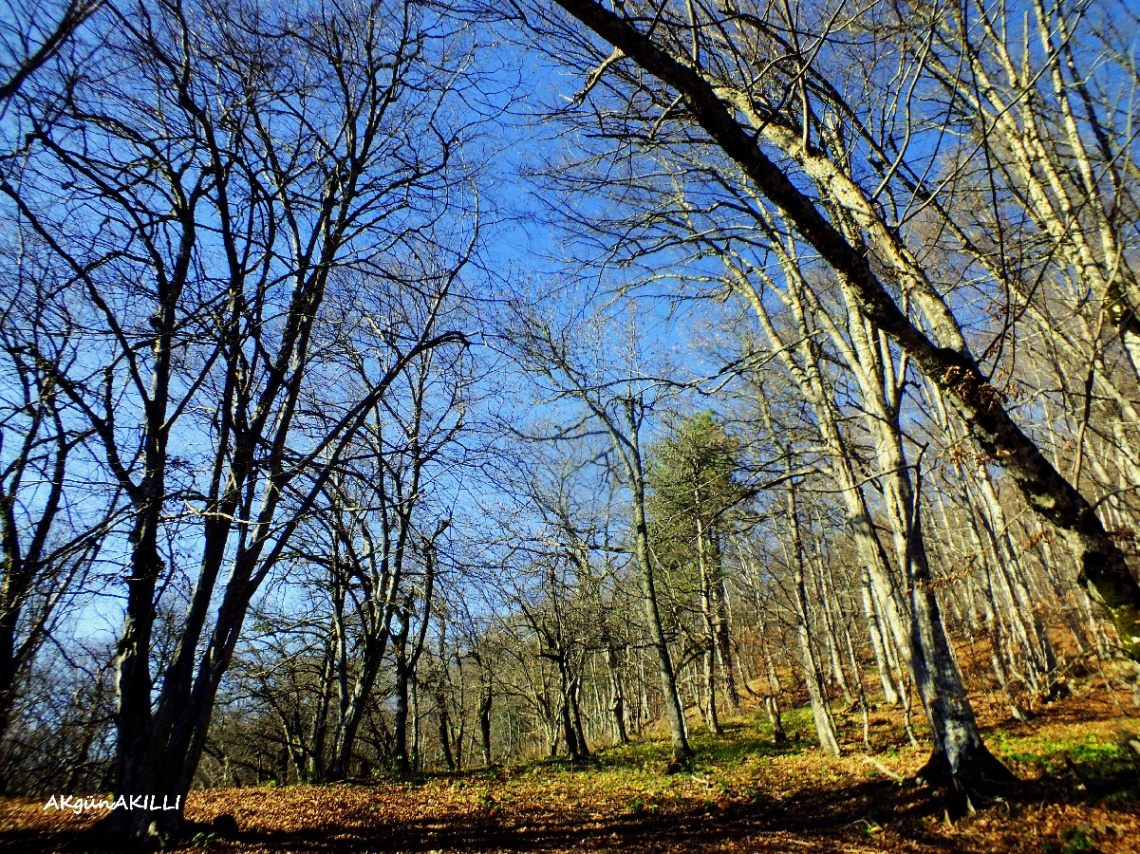 DOĞA İLE 
