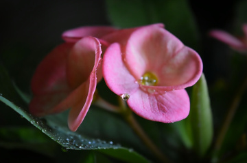 After the rain 