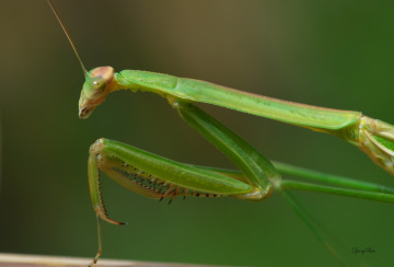Mantis