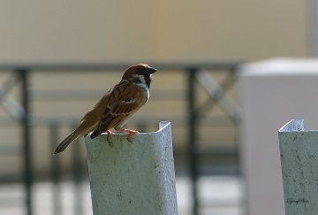 Sparrow