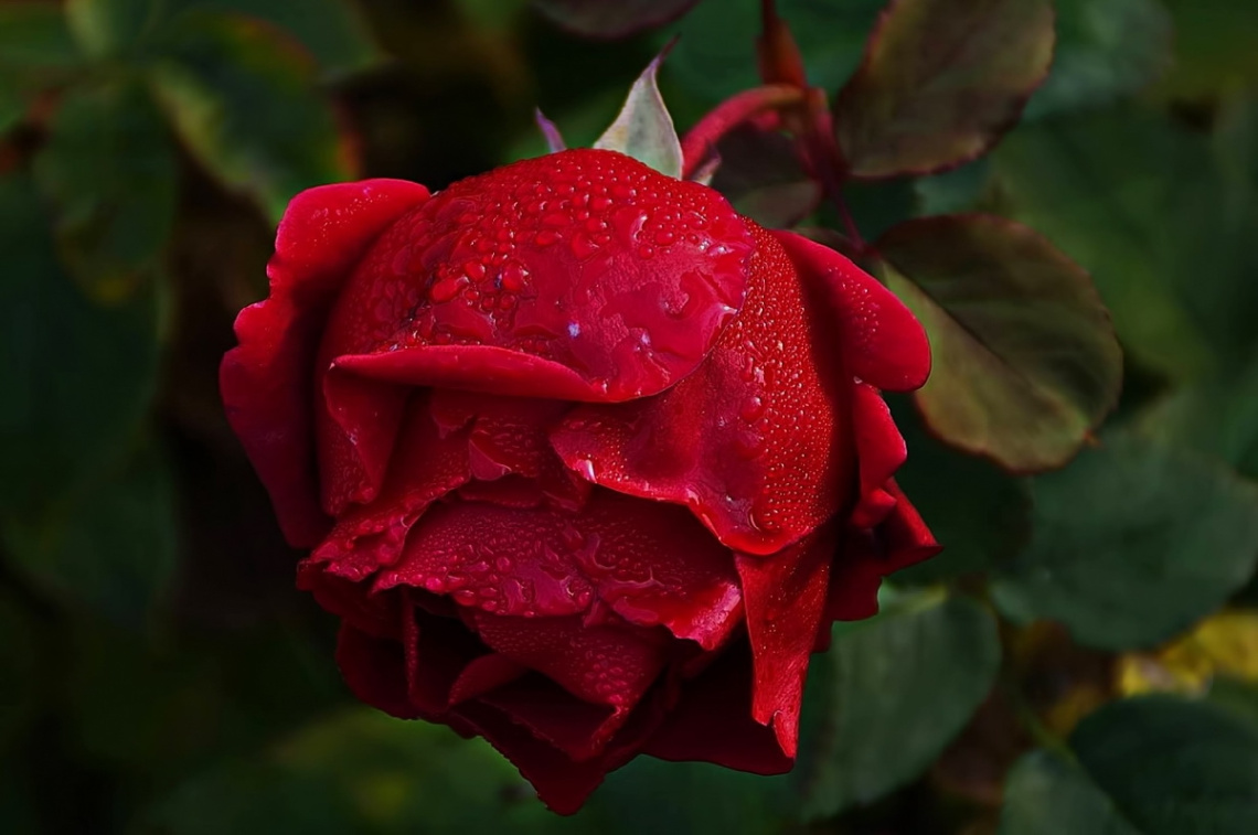 Autumn rose