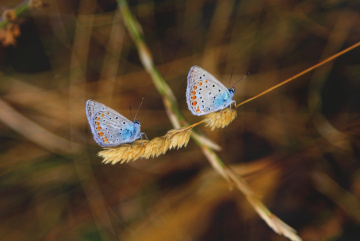 Fairies