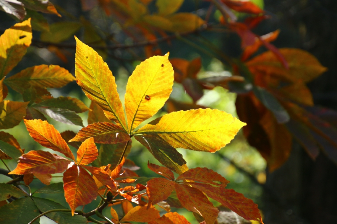 Shining leaves