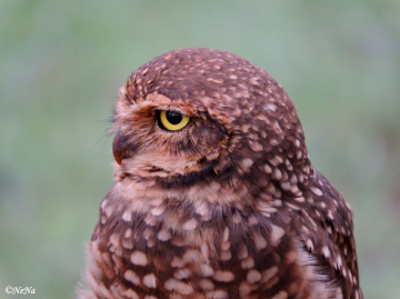Baby Owl