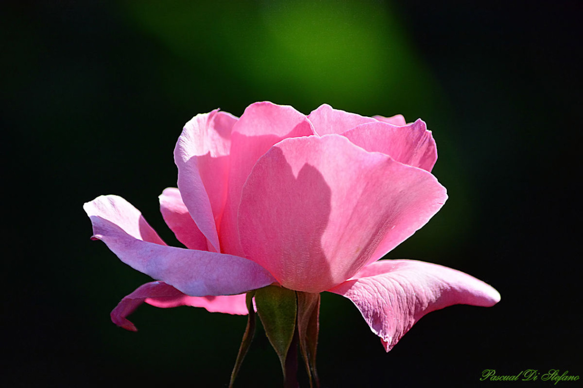 Bright pink