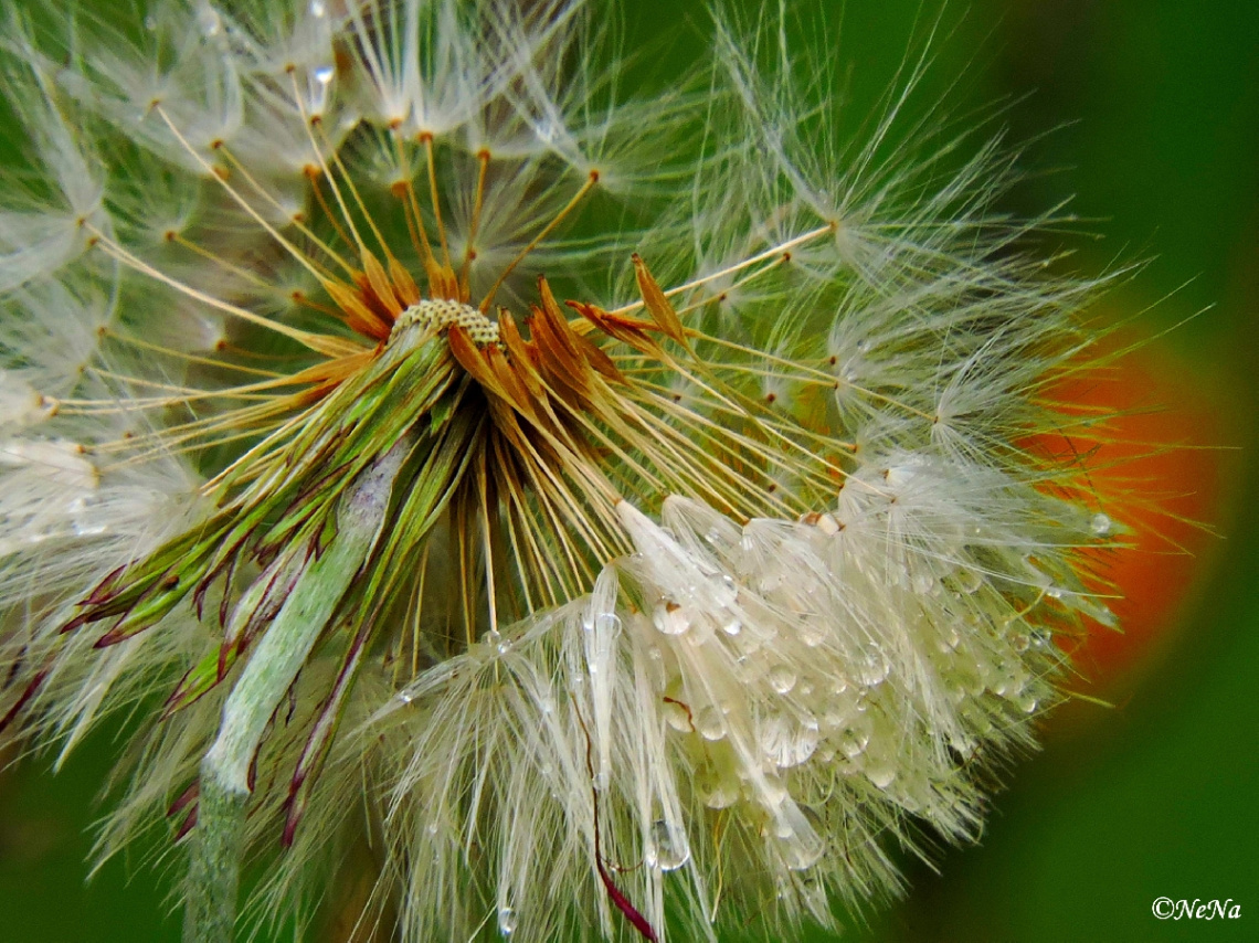 Dandelion