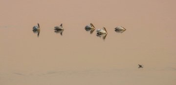 Pelicans at sunset