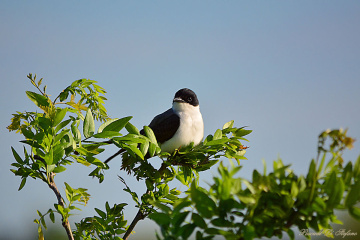 Resting