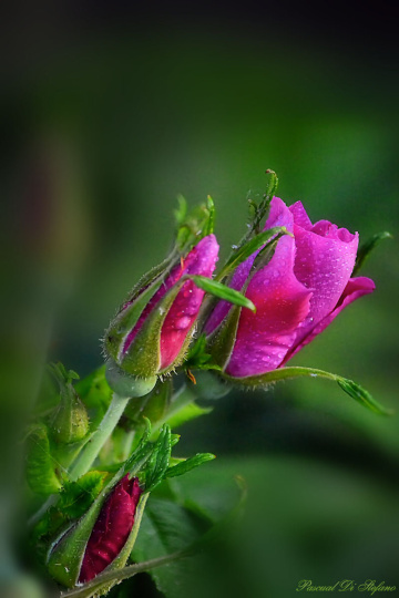 Trilogy of roses