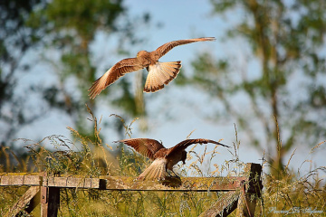 Arrival and departure II