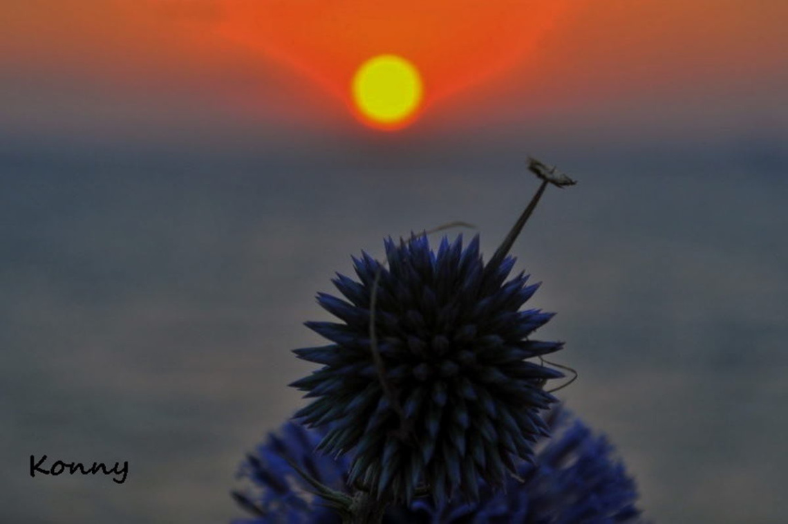 thistle flower