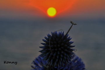 thistle flower