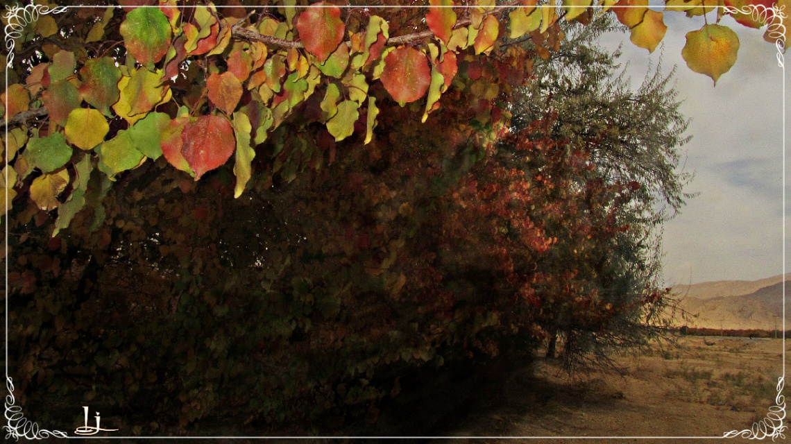 peeking Autumn