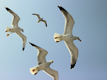 gulls