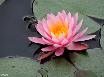 Nymphaea rubra