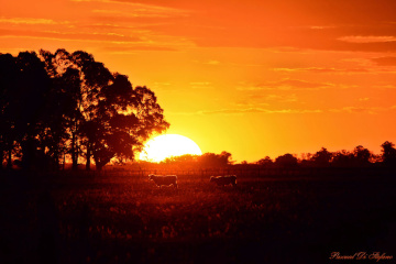 Sunset on the plain II