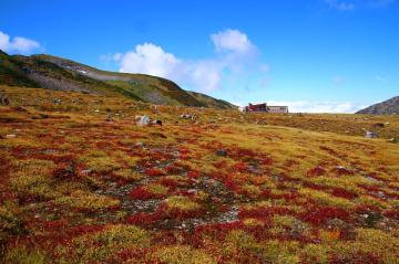Red grass