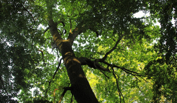 Green view...