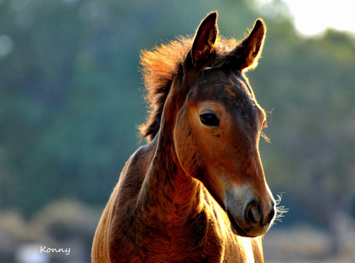 foal... 