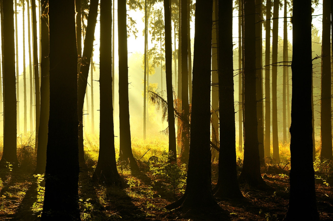 Yellow forest