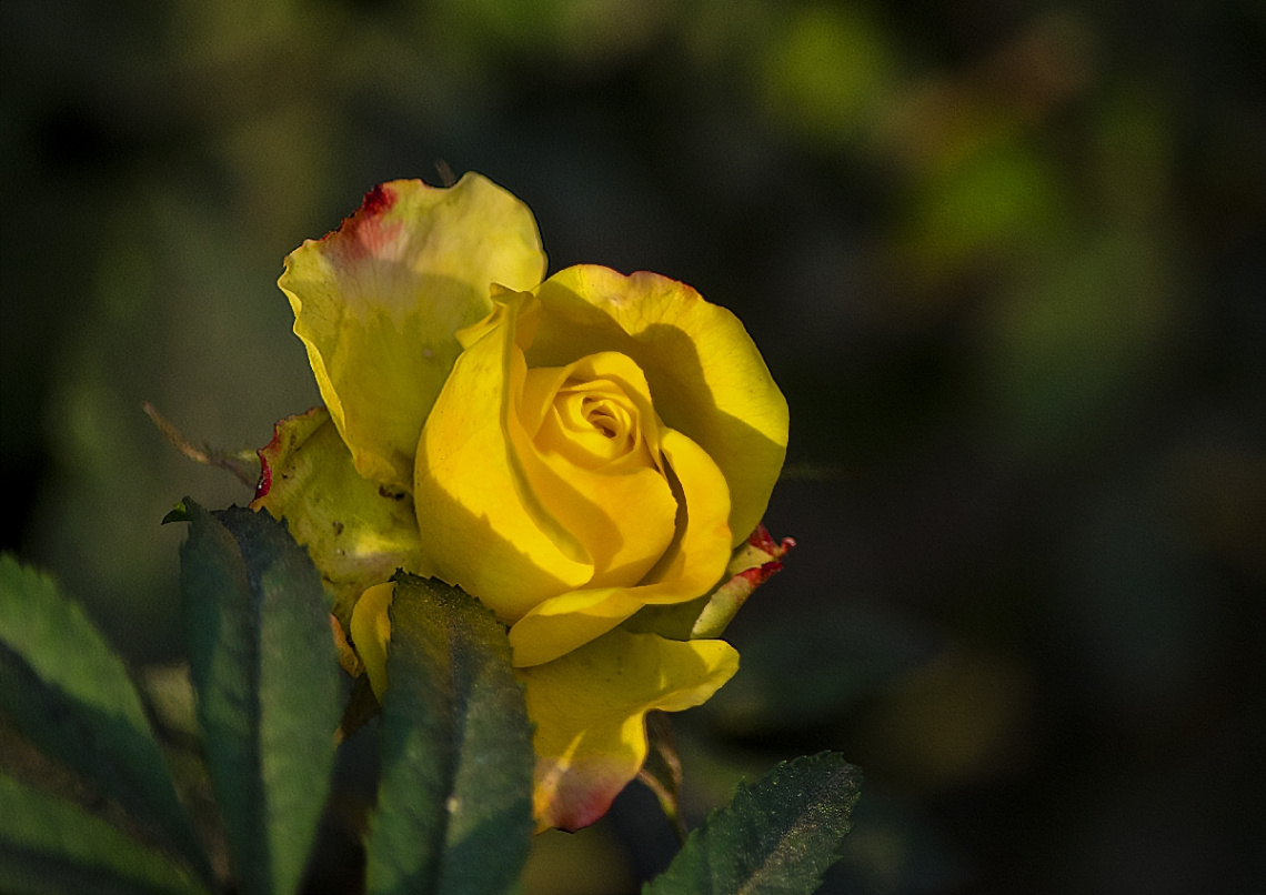 Yellow Rose