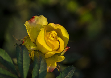 Yellow Rose