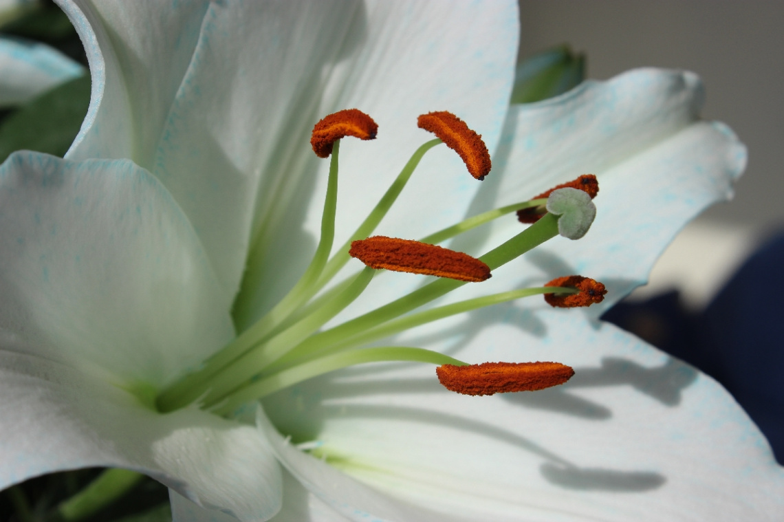 lily