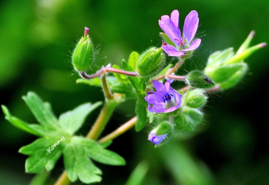 wild flower  oder Unkraut :))) 
