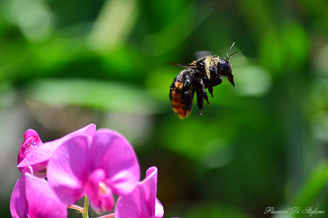 Flight of the Bumblebee