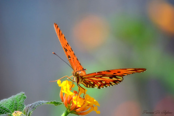 Little butterfly V